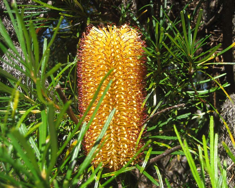 The very popular Hairpin Banksia Banksia spinulosa