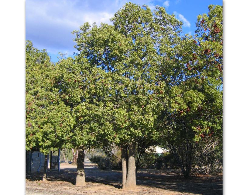 Brachychiton populneus - Kurrajong Tree
