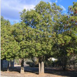 Brachychiton populneus (Kurrajong Tree) - tubestock