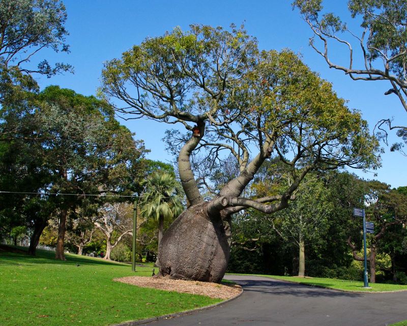 Brachychiton rupestris - Queensland Bottle Tree