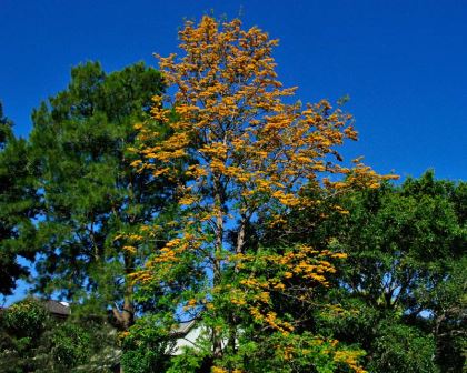 Grevillea robusta - Silky Oak -