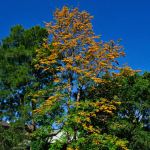 Grevillea robusta (Silky Oak) - 50mm tubestock