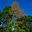 Grevillea robusta - Silky Oak -
