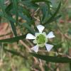 Leptospermum petersonii (Lemon Scented Tea Tree) - White flowers