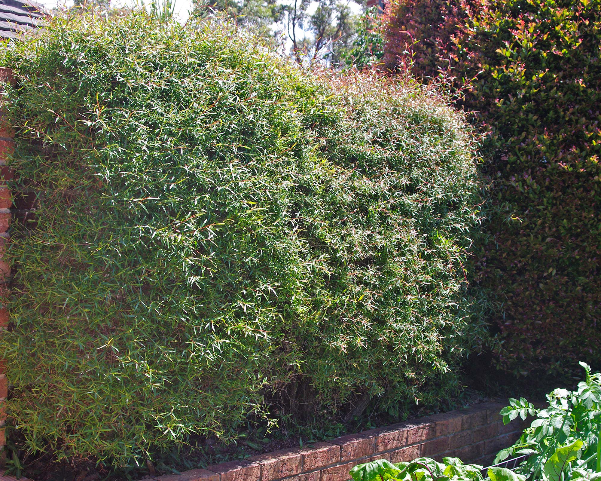 Makes a great hedge and the fragrance is amazing when you trim it.