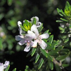 Westringia fruiticosa (Coastal Rosemary) - tubestock