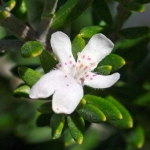 Westringia fruiticosa  (Coastal Rosemary) - tubestock