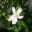 Westringia fruiticosa (Coastal Rosemary)