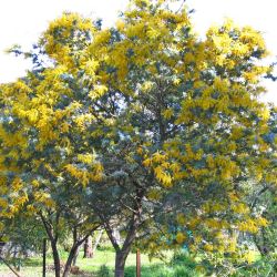Acacia baileyana (Cootamundra Wattle) -  tubestock