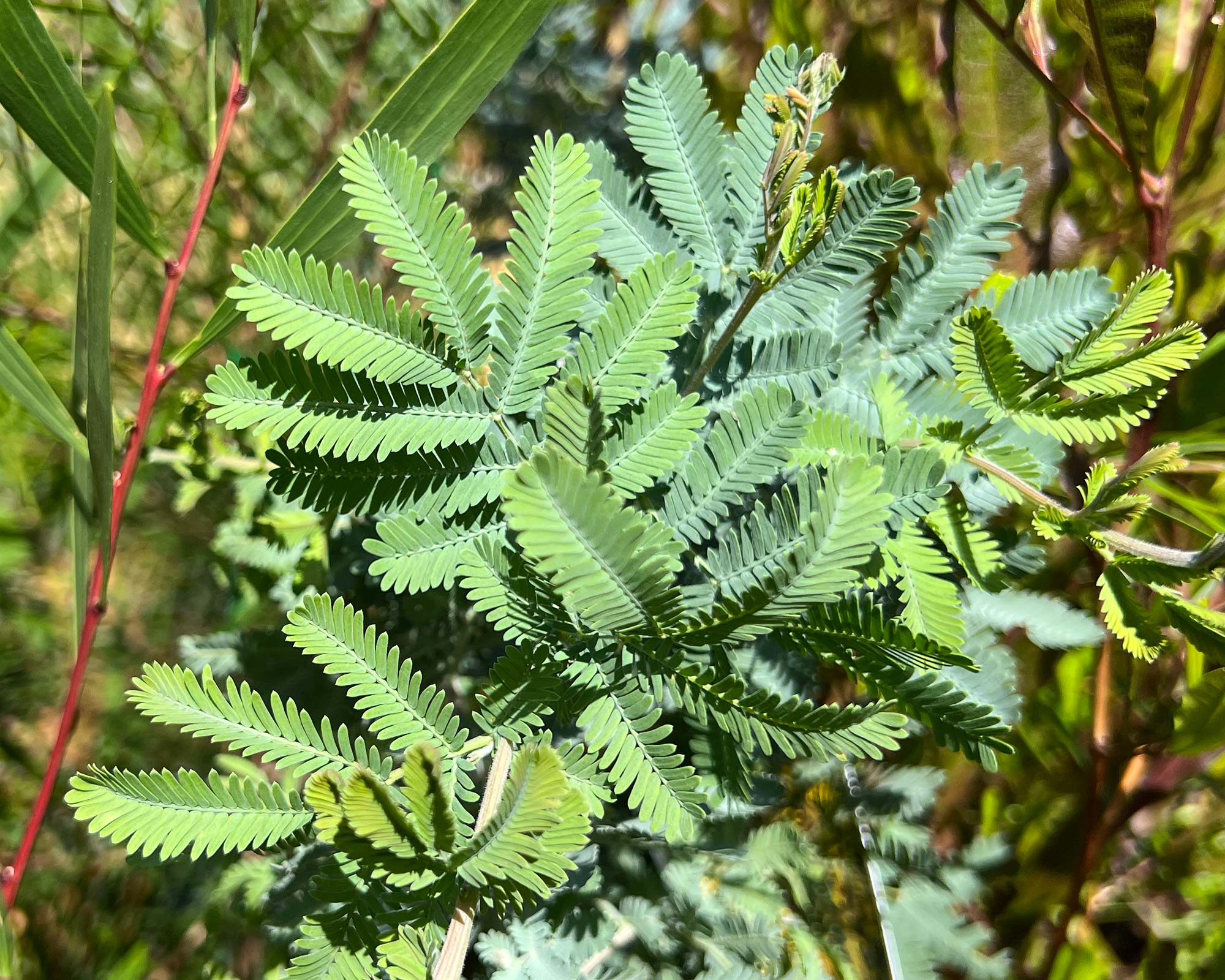 Acacia baileyana, Cootamundra Wattle