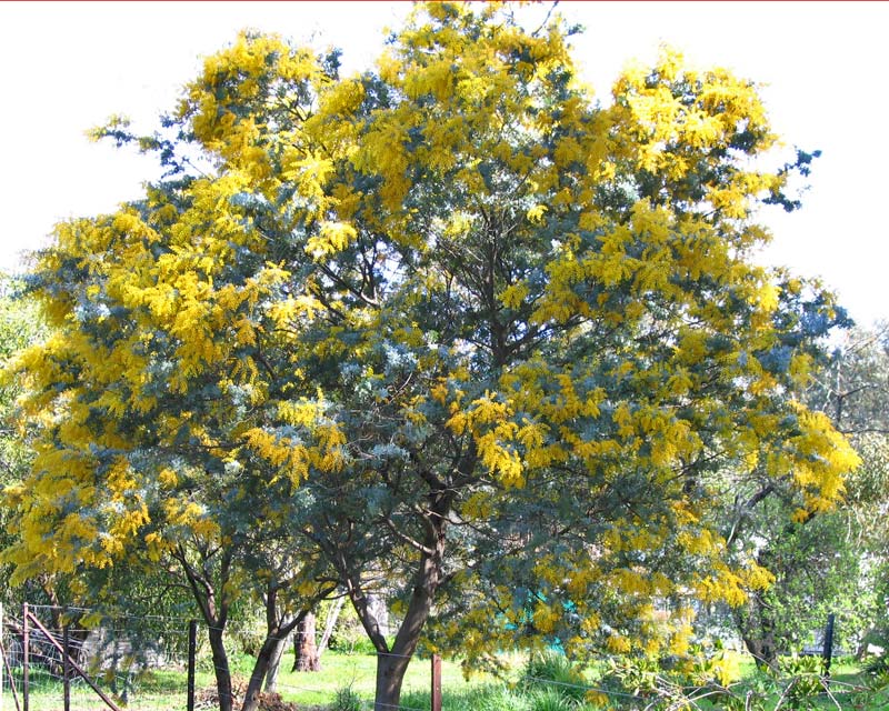 Acacia bailyana - Spreading and very fast growing, but not long lived - ten years approximately.
