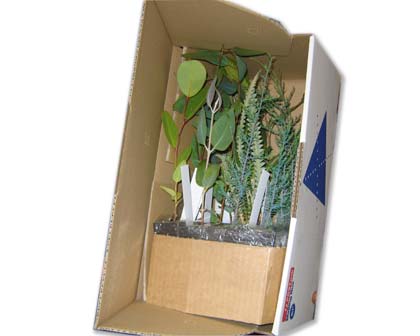 A sample selection of native plants at tubestock size - packed in a batch of 16 for secure post.