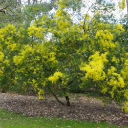 Acacia fimbriata  (Brisbane Golden Wattle) -  tubestock