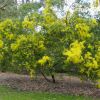 Acacia fimbriata, the Fringed Wattle, a compact and neat small native tree