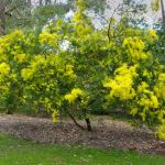 Acacia fimbriata  (Brisbane Golden Wattle) - 50mm tubestock