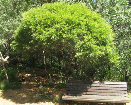 Acacia fimbriata, the Fringed Wattle, a compact and neat small native tree