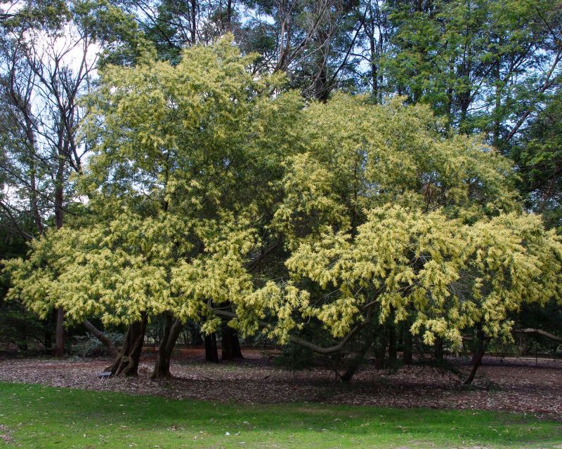 Acacia floribunda - Gossamer Wattle