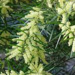 Acacia floribunda (Gossamer Wattle) - tubestock