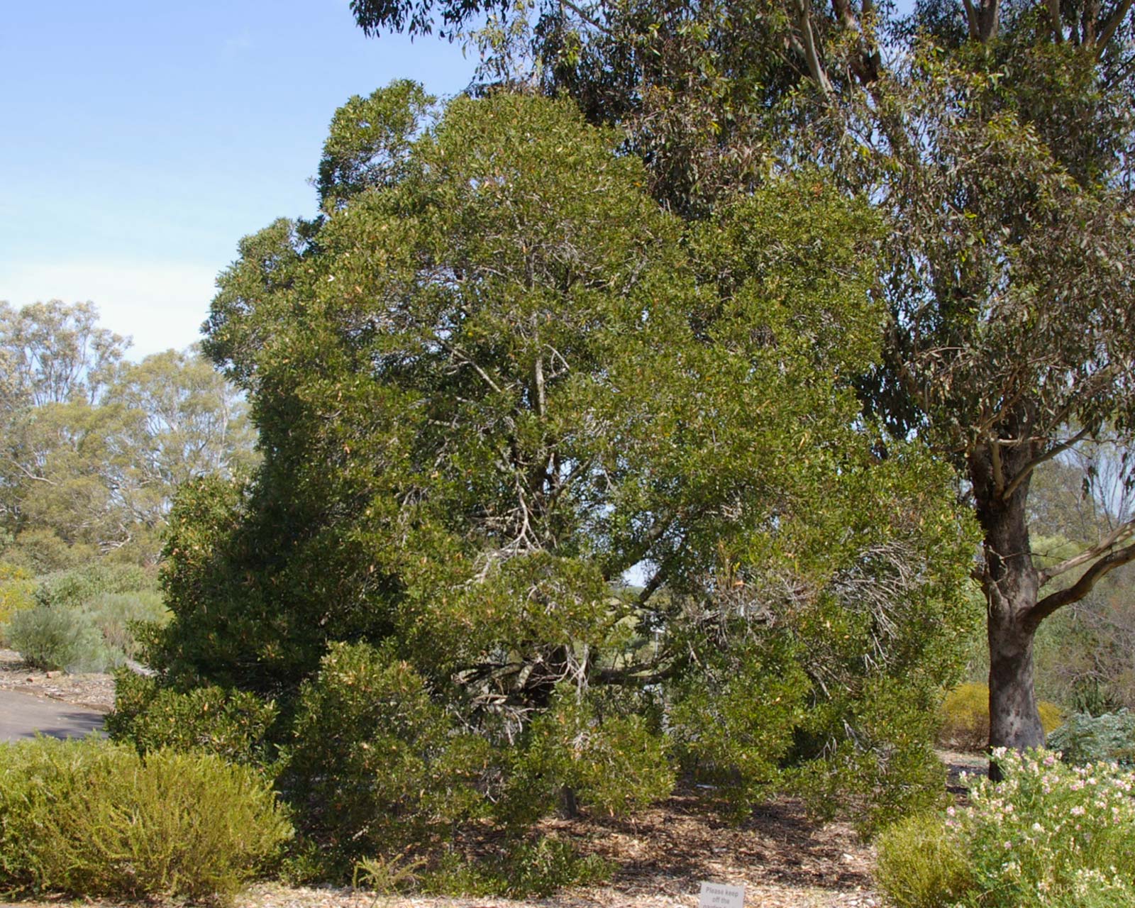 Acacia melanoxylon -Blackwood