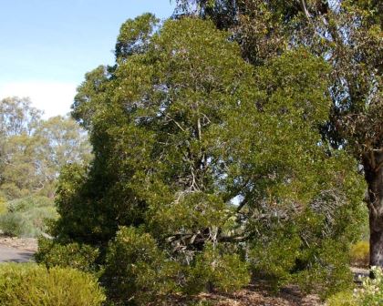 Acacia melanoxylon -Blackwood