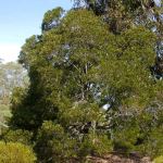 Acacia melanoxylon (Blackwood) - 50mm tubestock