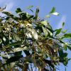 Acacia pycnantha (Golden Wattle)