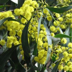 Acacia pycnantha (Golden Wattle) - tubestock