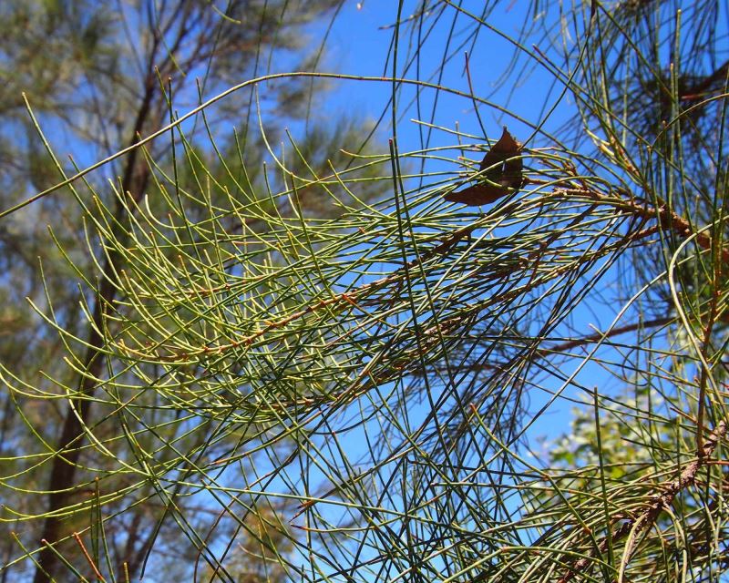 foliage of Allocasuarina luehmanni (Buloke) - photo by Mark Marathon