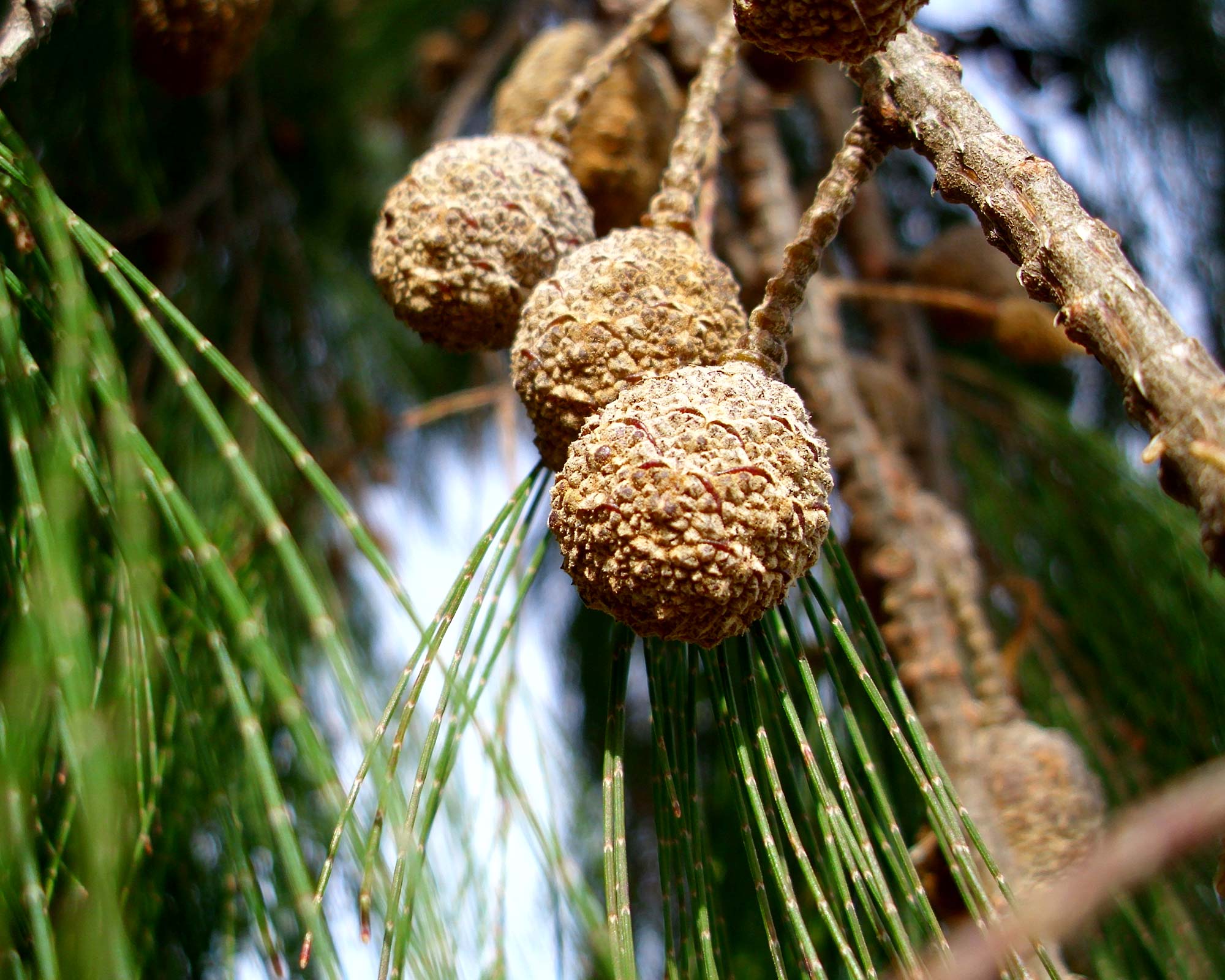 Allocasuarina torulosa (Forest Oak)
