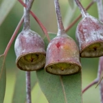 Eucalyptus caesia (Silver Princess) Gungurru- tubestock