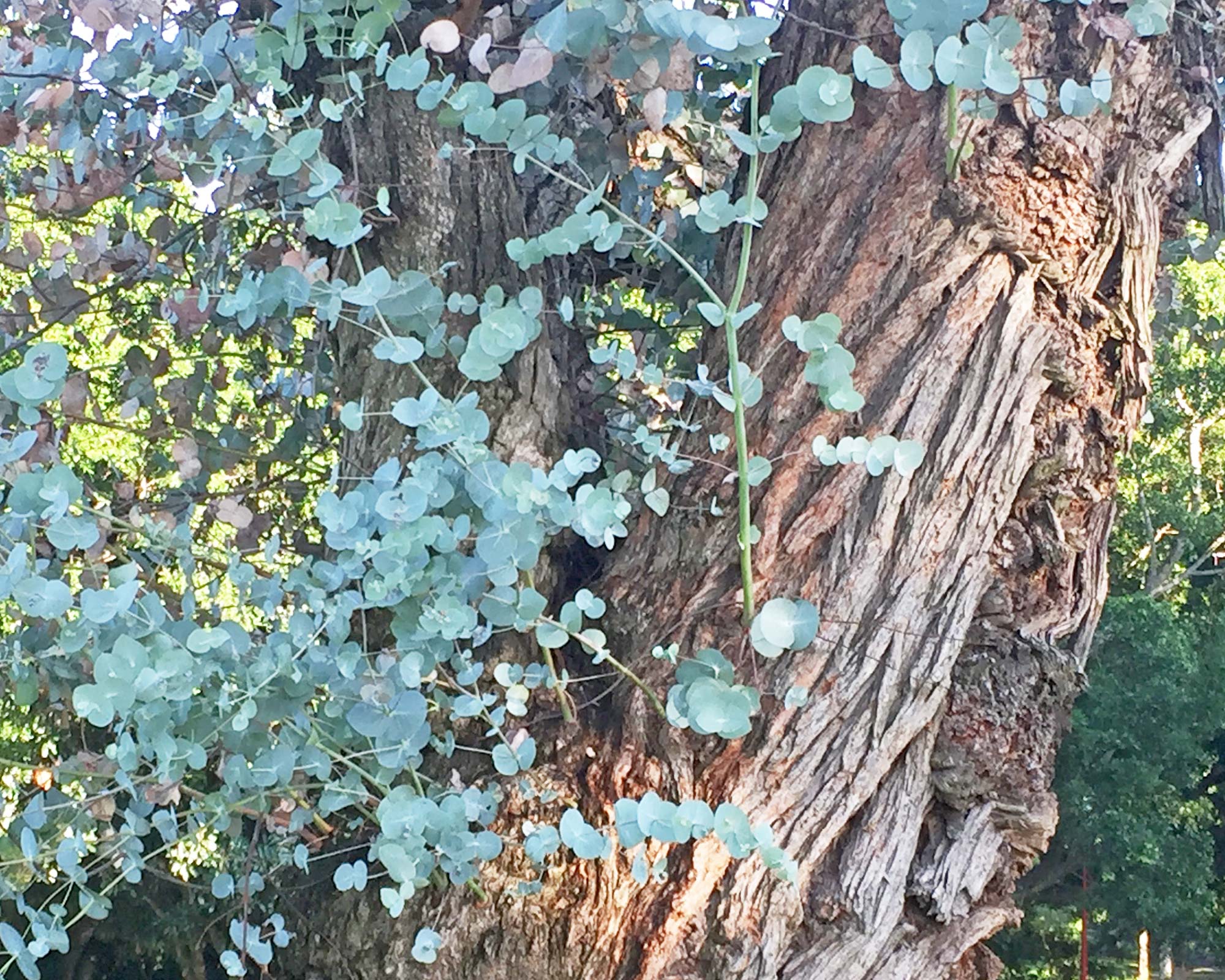 Eucalyptus cinerea - Argyle Apple
