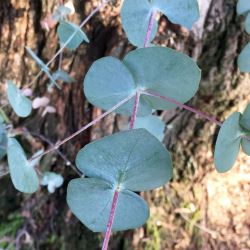 Eucalyptus cinerea (Argyle Apple) -  tubestock