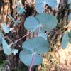 Eucalyptus cinerea - silver grey foliage