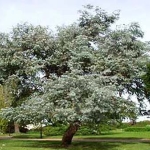 Eucalyptus cinerea  (Argyle Apple) - tubestock