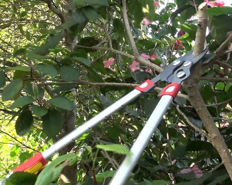 Extended arms mean pruning with less use of ladders