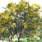 Acacia baileyana purpurea (Cootamundra Wattle purple form) - 50mm tubestock