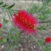 Callistemon rugulosus syn Melaleuca rugulosa - Scarlet Bottlebrush - photo TakisA1