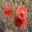 Callistemon Rugulosus - Scarlet Bottlebrush - photo John Jennings