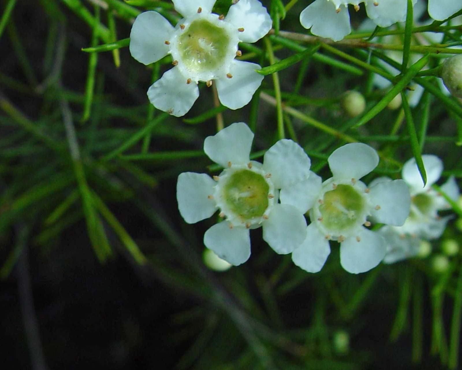 Chamelaucium uncinatum - white flowers - photo Leon Brooks
