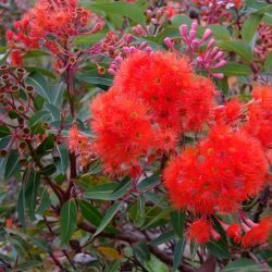 Corymbia ficifolia (Red flowers) -  tubestock