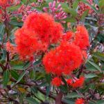 Corymbia ficifolia (Red flowers) - 50mm tubestock