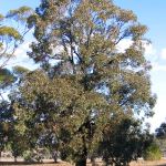 Eucalyptus sideroxylon Rosea (Red Ironbark) tubestock