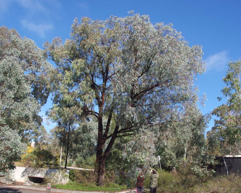 Eucalyptus sideroxylon 'Rosea' (Red Ironbark)
