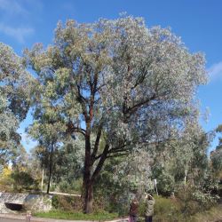 Eucalyptus sideroxylon 'rosea' (Red Ironbark) - tubestock