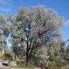 Eucalyptus sideroxylon 'Rosea' (Red Ironbark)