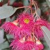 Eucalyptus sideroxylon Rosea (Red Ironbark) - photo Bidgee