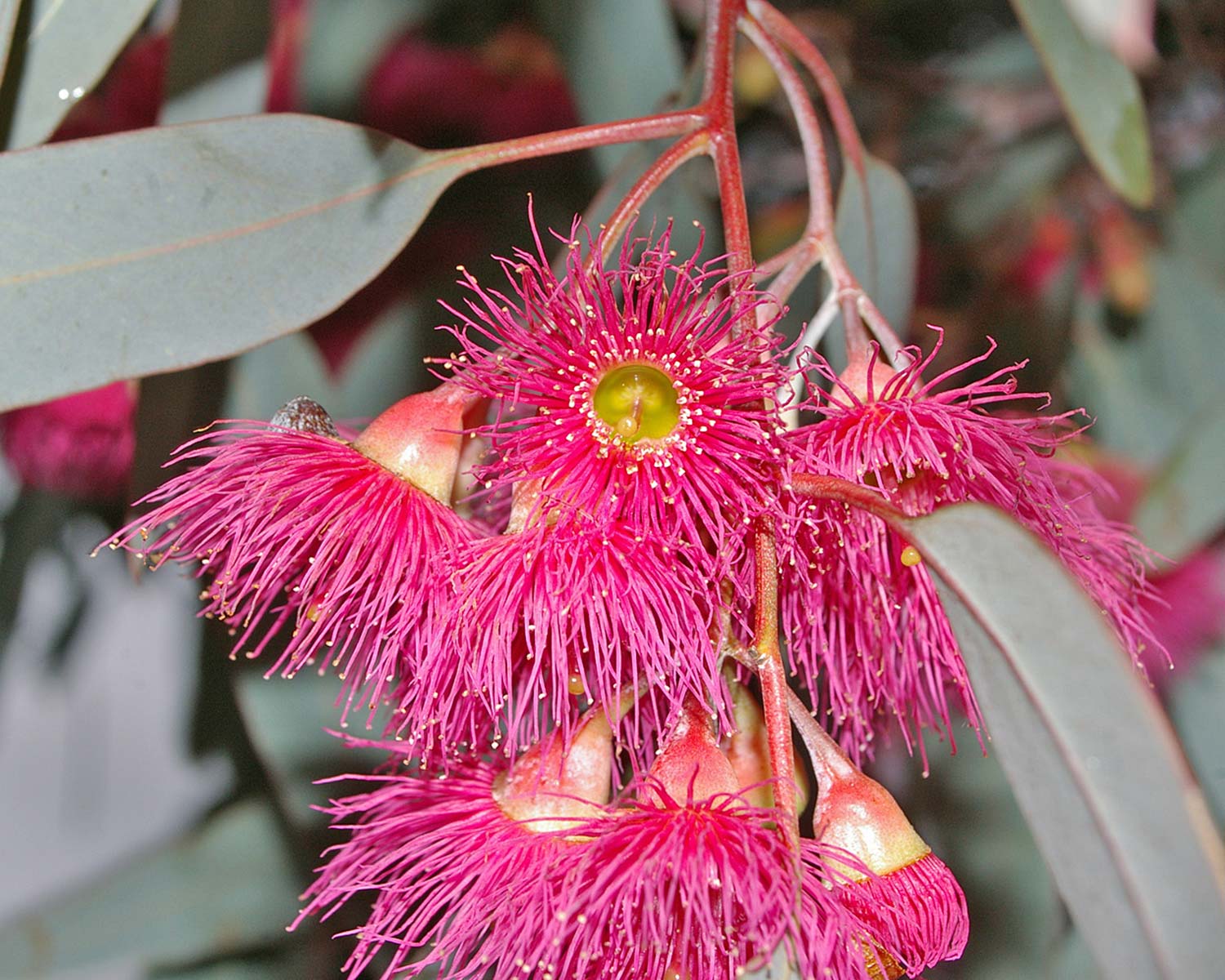 Eucalyptus sideroxylon Rosea (Red Ironbark) - photo Bidgee