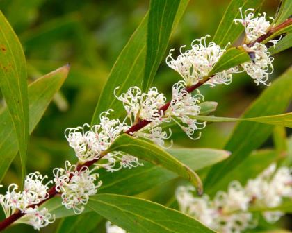 Hakea salicifolia - the fine leaved form has much finer leaves