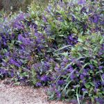 Hardenbergia violacea - Purple - tubestock