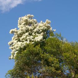 Melaleuca linarifolia - tubestock